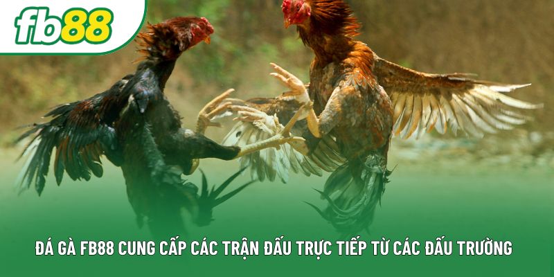 Đá gà FB88 cung cấp các trận đấu trực tiếp từ các đấu trường Đá gà FB88 cung cấp các trận đấu trực tiếp từ các đấu trường