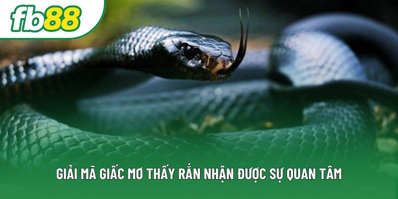 Giải mã giấc mơ thấy rắn nhận được sự quan tâm Giải mã giấc mơ thấy rắn nhận được sự quan tâm