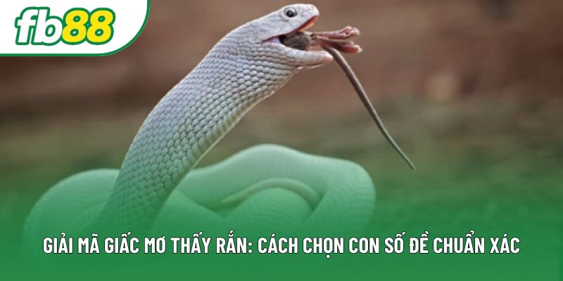 Giải Mã Giấc Mơ Thấy Rắn: Cách Chọn Con Số Đề Chuẩn Xác